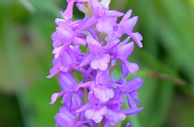 Marsh Fragrant