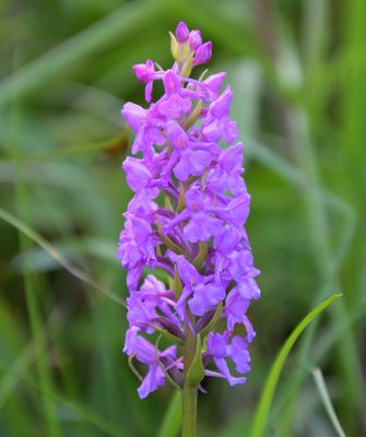 MARSH FRAGRANT 
