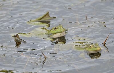 Marsh Frog