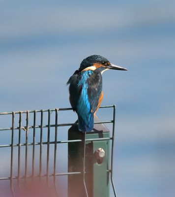 Kingfisher