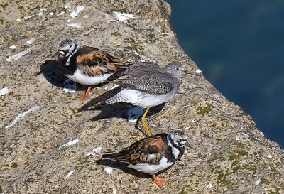 Lesser Yellowlegs