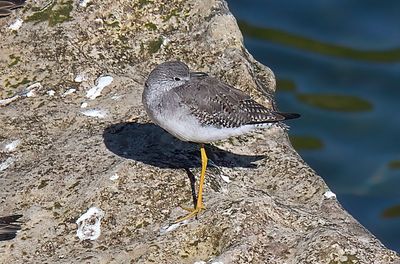 Lesser Yellowlegs