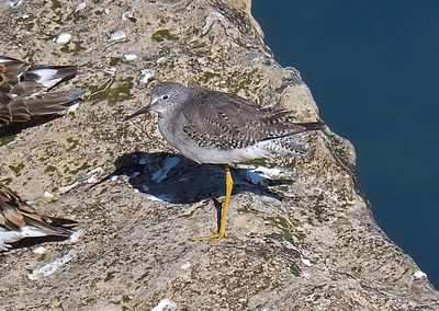 Lesser Yellowlegs