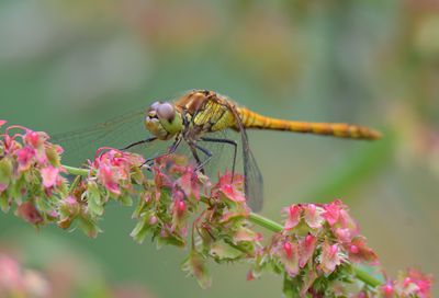Common Darter 