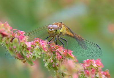 Common Darter 