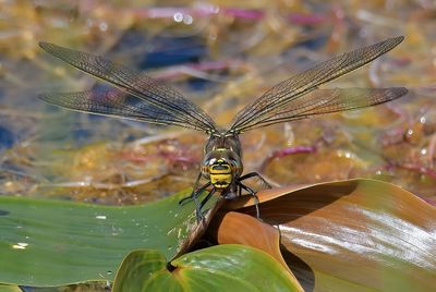 Common Hawker