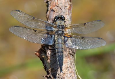 Four-spotted Chaser