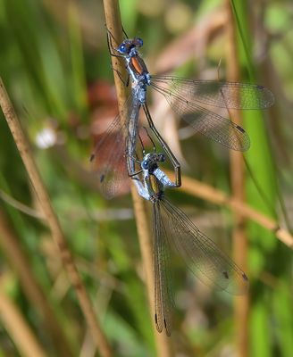 Emerald Damselfly