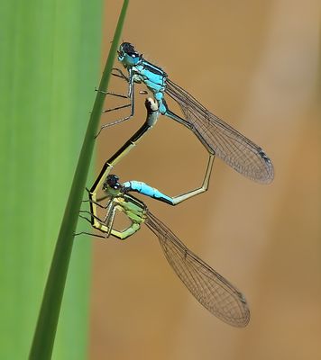 Common Blue Damselfly