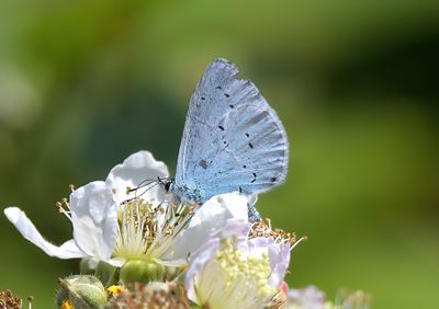 HOLLY BLUE