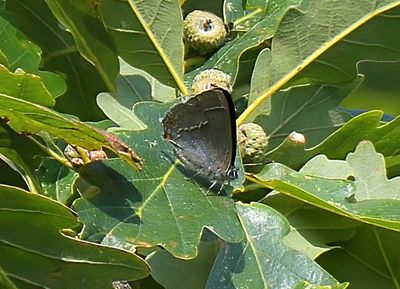 PURPLE HAIRSTREAK