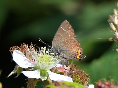 WHITE-LETTER HAIRSTREAK