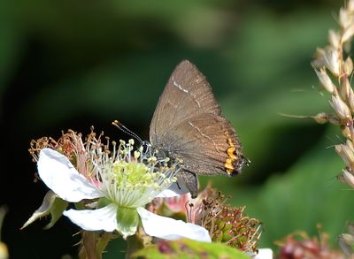 White-letter Hairstreak