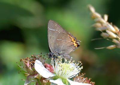 White-letter Hairstreak