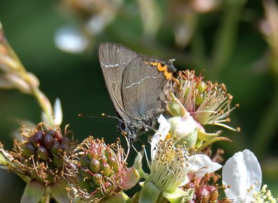 WHITE-LETTER HAIRSTREAK