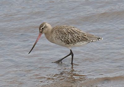 Bar-tailed Godwit