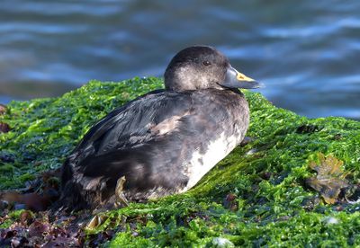 Common Scoter