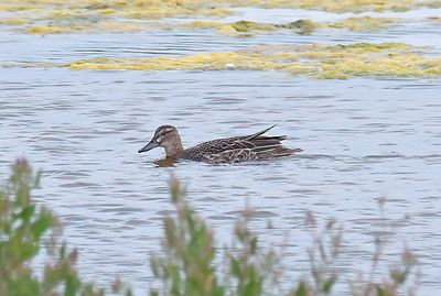 Garganey