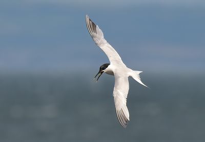 Sandwich Tern