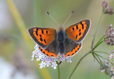 Small Copper