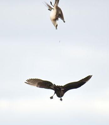 Arctic Skua