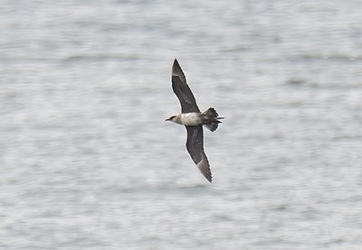 Arctic Skua
