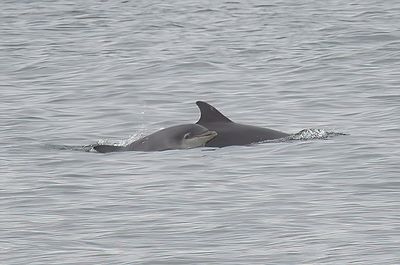 Bottlenose Dolphin