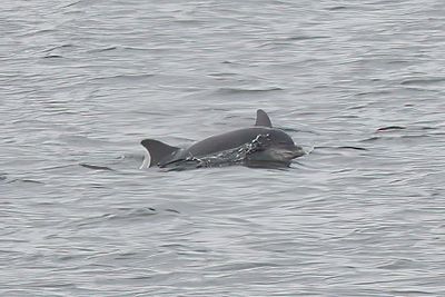 Bottlenose Dolphin