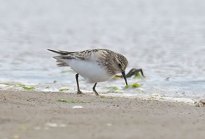 Baird's Sandpiper