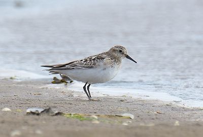 Baird's Sandpiper