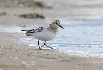 Baird's Sandpiper