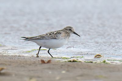 Baird's Sandpiper