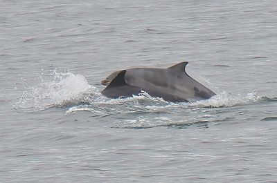Bottle-nosed Dolphin
