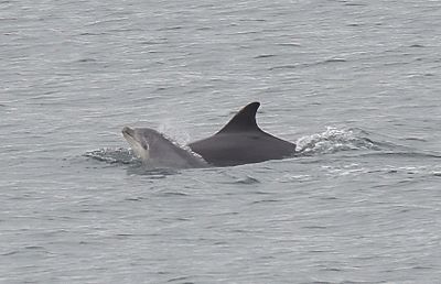 Bottle-nosed Dolphin