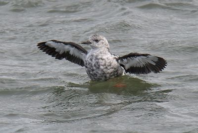 Black Guillemot