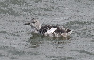 BLACK GUILLEMOT