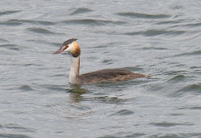 Great-crested Grebe