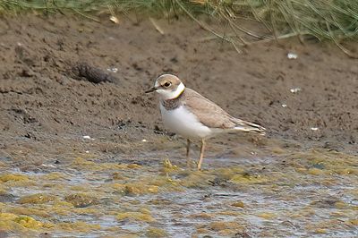 Little-ringed Plover