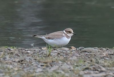 Little-ringed Plover