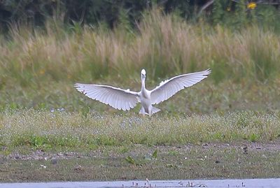 Little Egret