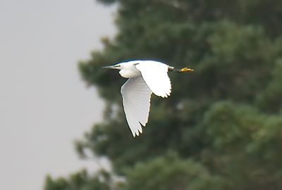 Little Egret