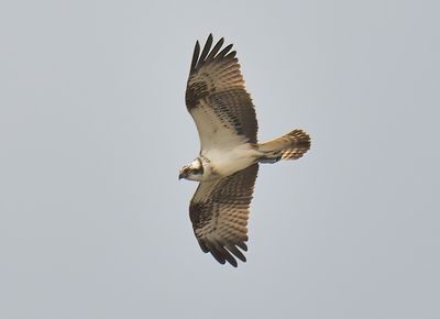 Osprey