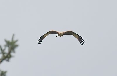 Red Kite