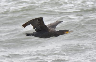 Cormorant