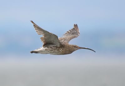 Curlew