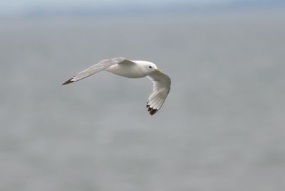 Kittiwake