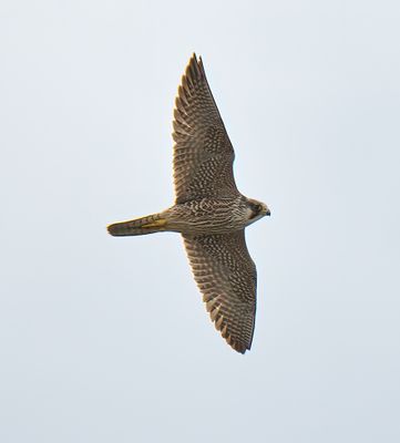 Peregrine Falcon