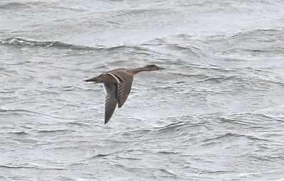 Pintail