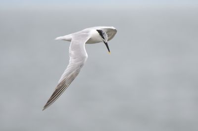 Sandwich Tern