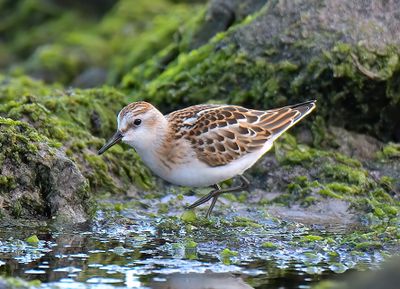 Little Stint